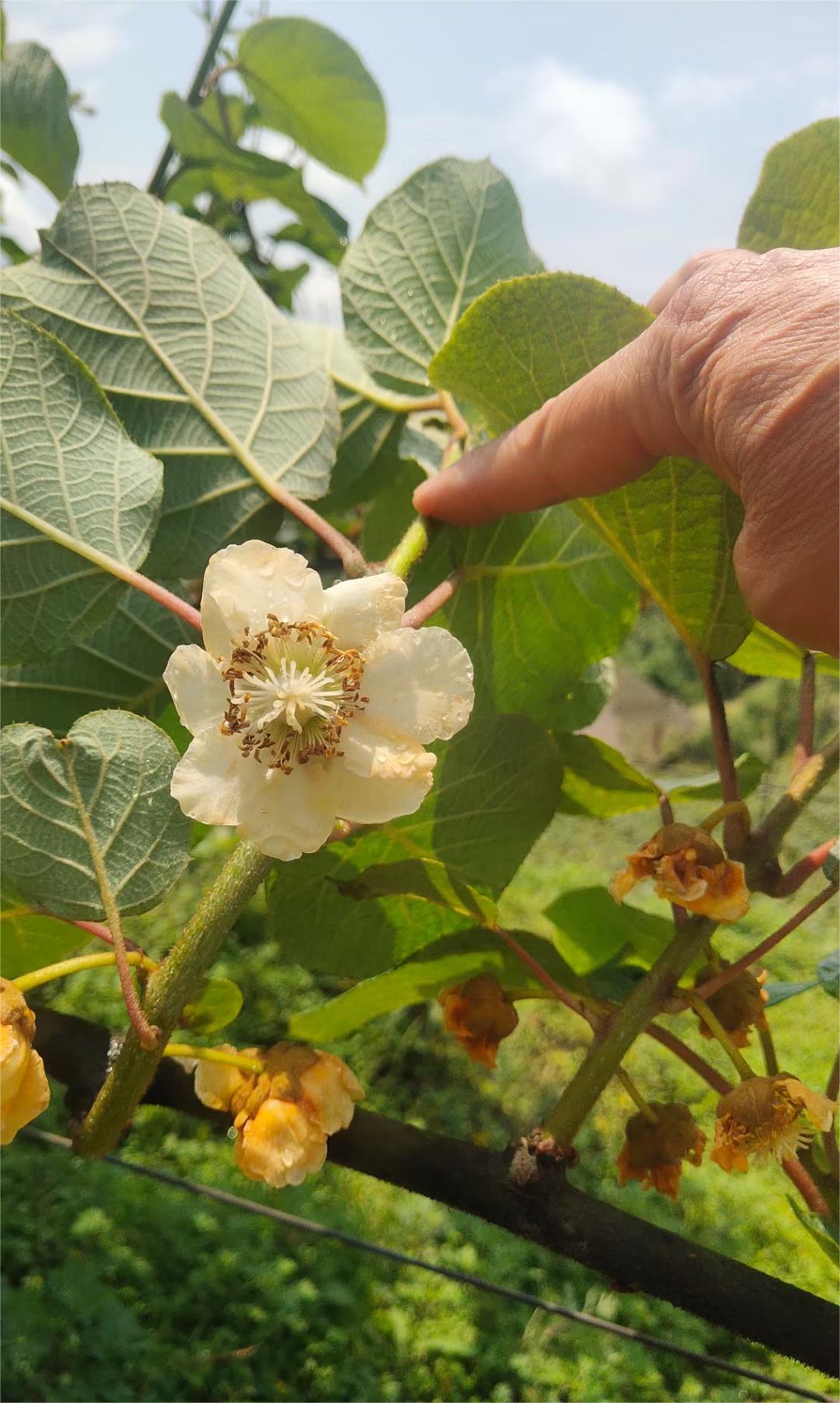 猕猴桃花期管理关键技术，疏蕾、疏花、疏果、授粉